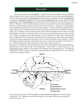 Thalamus.Pdf