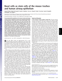 Basal Cells As Stem Cells of the Mouse Trachea and Human Airway Epithelium