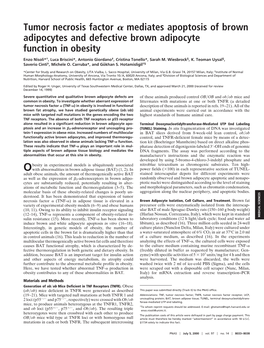 Tumor Necrosis Factor Mediates Apoptosis of Brown Adipocytes And