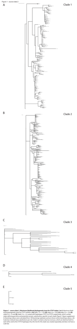 Clade 1 361T-Paraguay