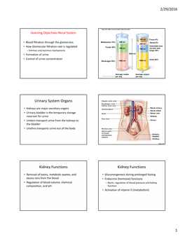 Urinary System Organs Kidney Functions Kidney Functions