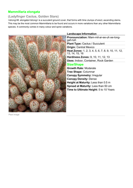 Mammillaria Elongata (Ladyfinger Cactus, Golden Stars) Size/Shape