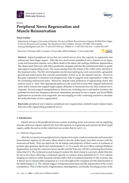 Peripheral Nerve Regeneration and Muscle Reinnervation