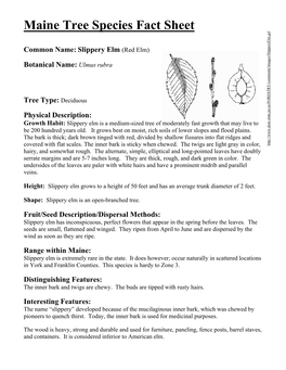 Maine Tree Species Fact Sheet