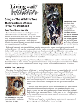 Snags – the Wildlife Tree Raccoon Family in Tree the Importance of Snags Den