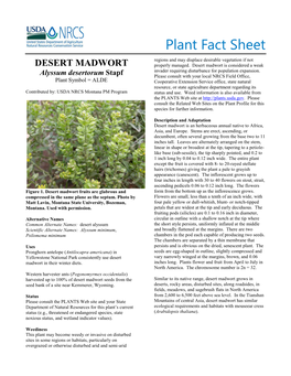 Desert Madwort (Alyssum Desertorum) Plant Fact Sheet