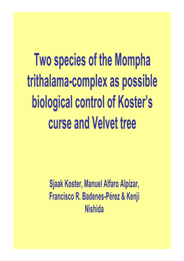 Two Species of the Mompha Trithalama-Complex As Possible Biological Control of Koster's Curse and Velvet Tree