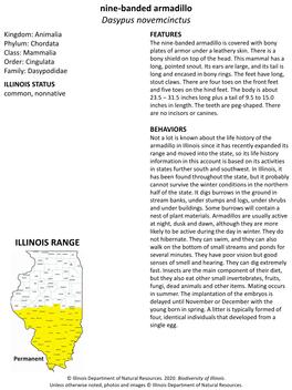 Nine-Banded Armadillo Dasypus Novemcinctus ILLINOIS RANGE