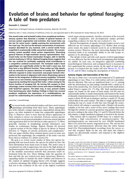 Evolution of Brains and Behavior for Optimal Foraging: a Tale of Two Predators