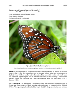 Danaus Gilippus (Queen Butterfly)