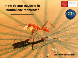 How Do Ants Navigate in Natural Environments?