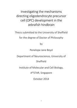 OPC) Development in the Zebrafish Hindbrain