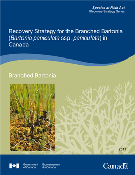 (Bartonia Paniculata Ssp. Paniculata) in Canada Branched Bartonia