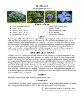 PLUMBAGO Plumbago Auriculata Characteristics Culture Noteworthy