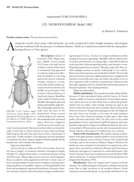 125. NEMONYCHIDAE Bedel 1882