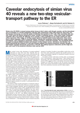 Caveolar Endocytosis of Simian Virus 40 Reveals a New Two-Step Vesicular- Transport Pathway to the ER