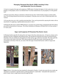 Managing Mountain Pine Beetle (MPB) Attacking Urban and Shelterbelt Trees in Montana