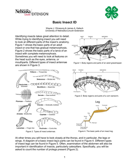 Basic Insect ID