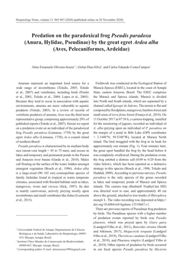 Predation on the Paradoxical Frog Pseudis Paradoxa (Anura, Hylidae, Pseudinae) by the Great Egret Ardea Alba (Aves, Pelecaniformes, Ardeidae)