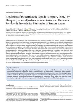 Regulation of the Natriuretic Peptide Receptor 2 (Npr2) By