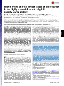 Hybrid Origins and the Earliest Stages of Diploidization in the Highly Successful Recent Polyploid Capsella Bursa-Pastoris