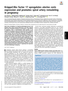 Krüppel-Like Factor 17 Upregulates Uterine Corin Expression and Promotes Spiral Artery Remodeling in Pregnancy