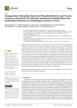 Antagonistic Interaction Between Phosphinothricin And