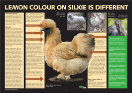 Lemon-Silkies