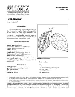 Pilea Cadierei1