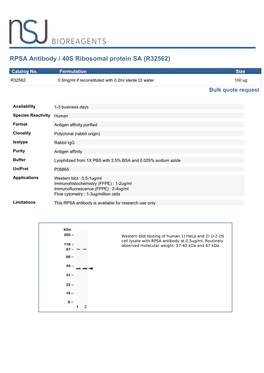 RPSA Antibody / 40S Ribosomal Protein SA (R32562)