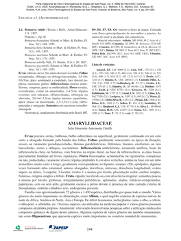 Amaryllidaceae In: Wanderley, M.G.L., Shepherd, G.J., Melhem, T.S., Martins, S.E., Kirizawa, M., Giulietti, A.M