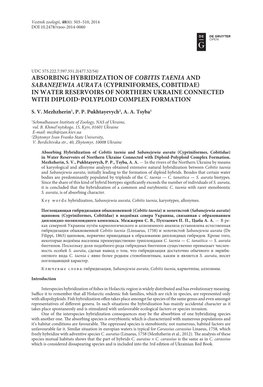 Absorbing Hybridization of Cobitis Taenia And