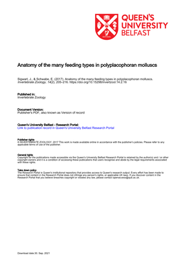 Anatomy of the Many Feeding Types in Polyplacophoran Molluscs