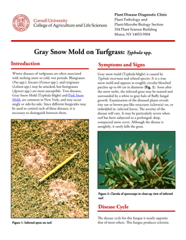 Gray Snow Mold on Turfgrass: Typhula Spp