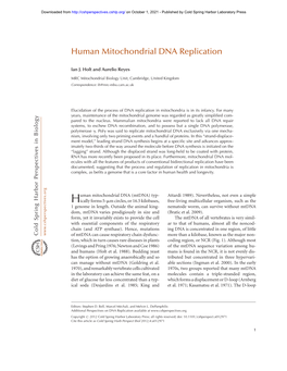 Human Mitochondrial DNA Replication