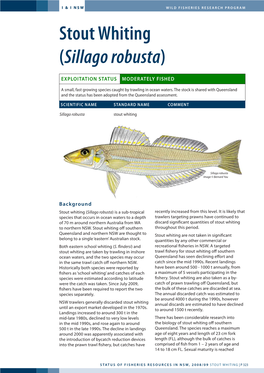 Stout Whiting (Sillago Robusta)