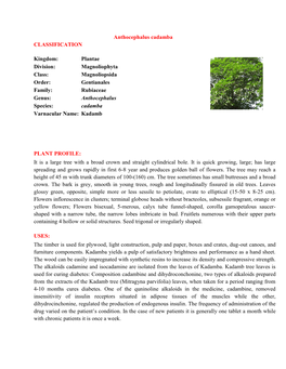 Anthocephalus Cadamba CLASSIFICATION Kingdom