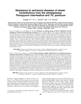 Thinopyrum Intermedium and Th