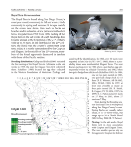 Royal Tern Sterna Maxima the Royal Tern Is Found Along San Diego County’S Coast Year Round, Commonly in Fall and Winter, Fairly Commonly in Spring and Summer