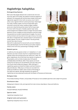 Haplothrips Halophilus Distinguishing Features Both Sexes Fully Winged