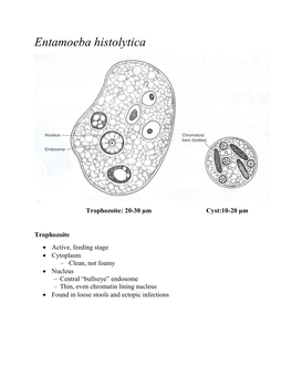 Entamoeba Histolytica