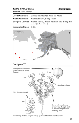 Draba Aleutica Ekman Brassicaceae Synonyms: Draba Behringii