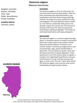 American Wigeon Mareca Americana ILLINOIS RANGE