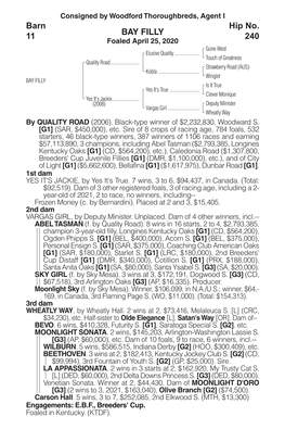 BAY FILLY Barn 11 Hip No