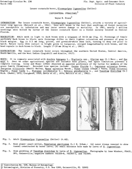 Lesser Cornstalk Borer " Elasmopalpus Lignosellus (Zeller )