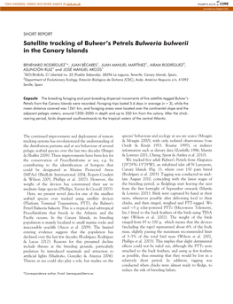 Satellite Tracking of Bulwer's Petrels Bulweria Bulwerii in the Canary