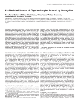 Akt-Mediated Survival of Oligodendrocytes Induced by Neuregulins