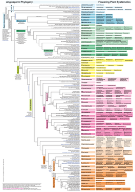 Angiosperm Phylogeny Flowering Plant Systematics