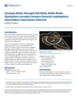 Cecropia Moth, Cecropia Silk Moth, Robin Moth, Hyalophora Cecropia Linnaeus (Insecta: Lepidoptera: Saturniidae: Saturniinae: Attacini)1 Geoffrey R