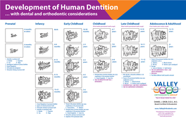 Development of Human Dentition … with Dental and Orthodontic Considerations